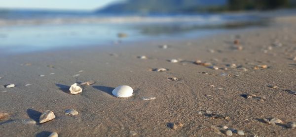 Close-up of shells on sand at beach