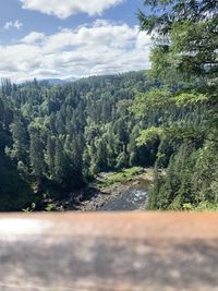 Scenic view of pine trees in forest against sky