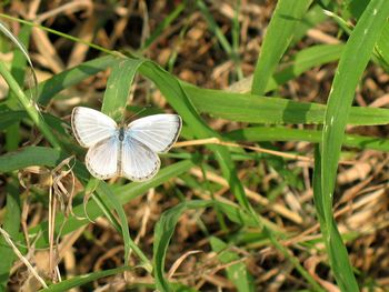 High angle view of butterfly on grass