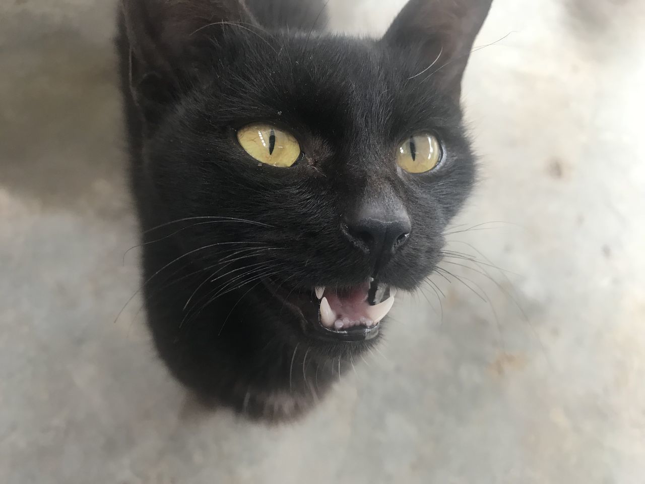 CLOSE-UP PORTRAIT OF BLACK CAT ON GREEN FLOOR