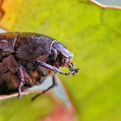 Close-up of insect