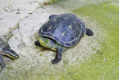 High angle view of turtle in water