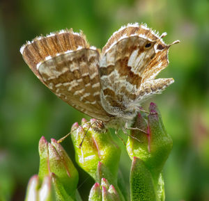 Close-up of butterfly pollinating flower