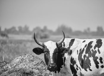 Cow in a field