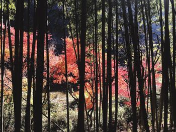 Trees in forest against sky