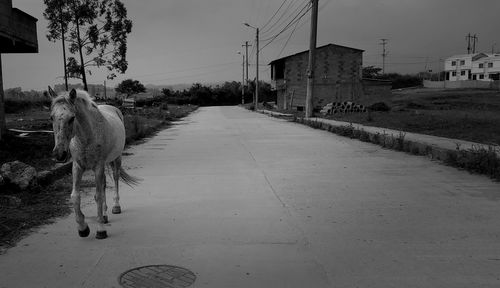 Horse walking on road