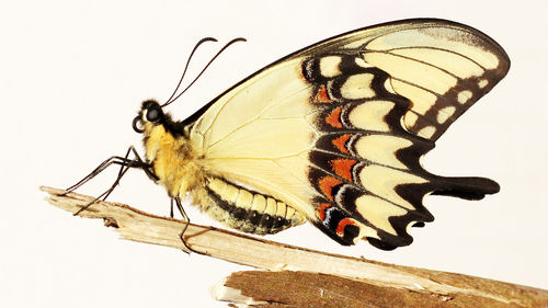 Close-up of butterfly perching on umbrella