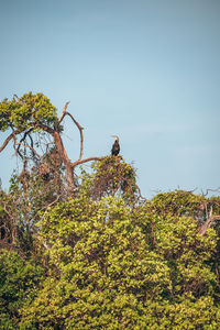 Low angle view of bird perching on tree against clear sky