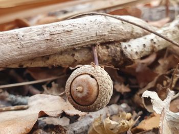 Close-up of shell on wood