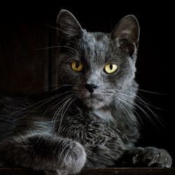 Close-up portrait of a cat