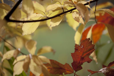 Close-up of autumn leaves on tree