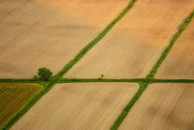 High angle view of crops on field