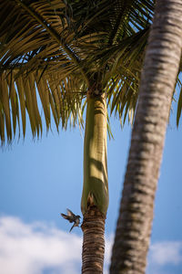 Low angle view of palm tree against blue sky