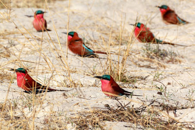 View of a bird on land