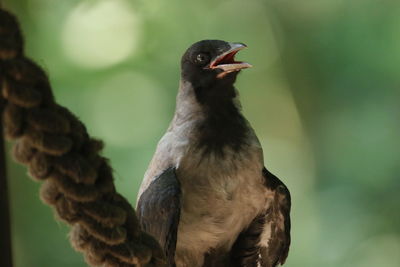 Close-up of a bird