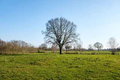Bare trees on field against clear sky