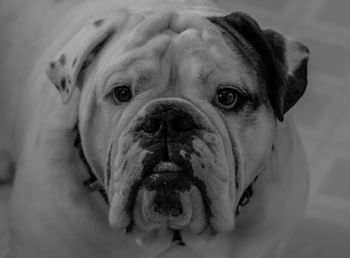 Close-up portrait of dog at home