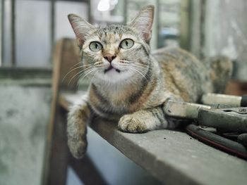 Close-up portrait of a cat