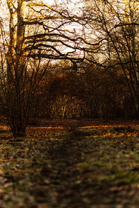 Surface level of bare trees in park during autumn