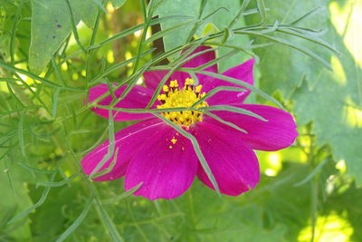 Close-up of flower blooming outdoors