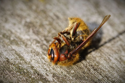 Close-up of bee on wood