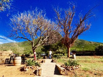 View of trees on landscape against blue sky