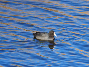 High angle view of duck swimming in lake