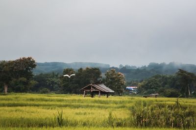 House on field against sky