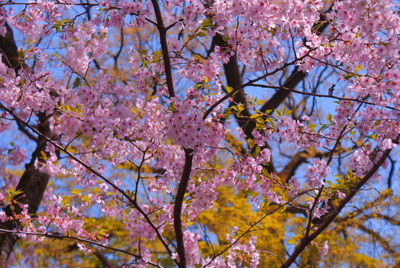 Low angle view of cherry blossom tree