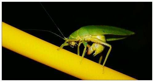 Close-up of insect on leaf