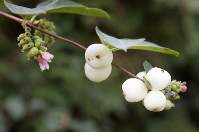 Close-up of fresh white common snowberries in garden