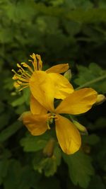 Close-up of yellow flowers blooming outdoors