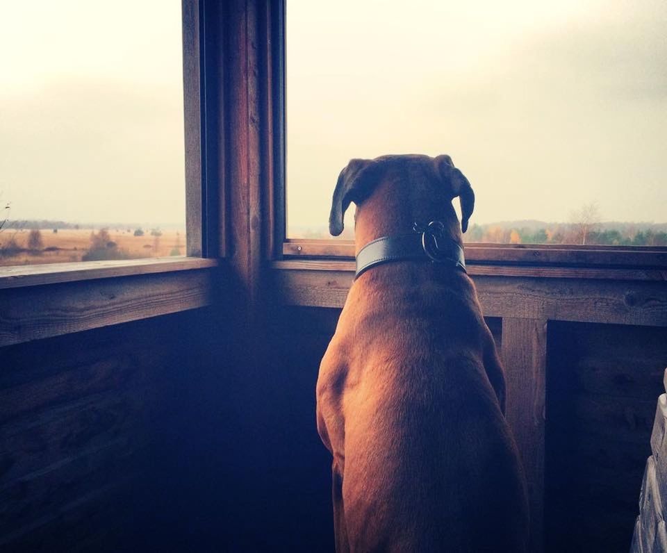 domestic animals, animal themes, one animal, mammal, dog, pets, window, horse, animal head, indoors, animal body part, looking through window, glass - material, sky, zoology, close-up, day, transparent, no people, sunlight