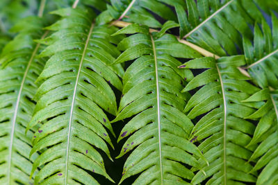 Fern background