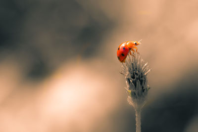 Close up view of a ladybug on a plant