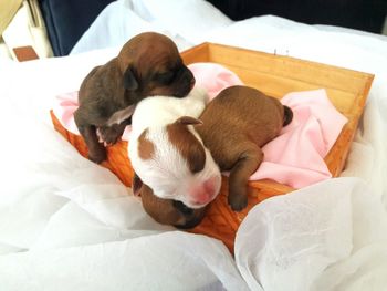 High angle view of puppy on blanket