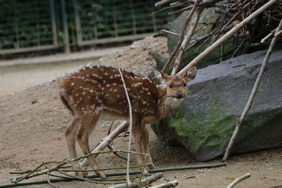 Giraffe in a zoo