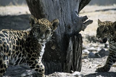 Leopard cubs by tree on field