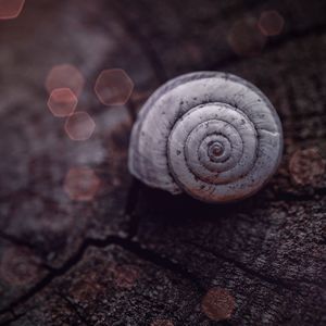 Snail in the nature