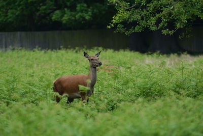 Deer on field