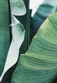 Close-up of leaves