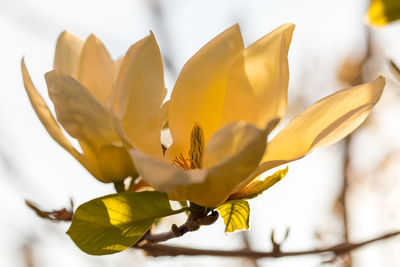 Close-up of yellow flowering plant leaves