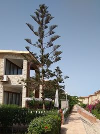 Trees and plants growing outside house against blue sky