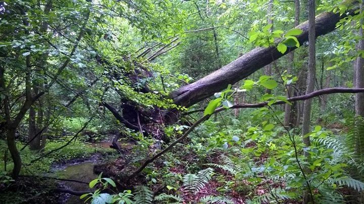 tree, forest, growth, tree trunk, branch, green color, tranquility, nature, beauty in nature, tranquil scene, lush foliage, plant, scenics, green, moss, woodland, non-urban scene, day, outdoors, idyllic