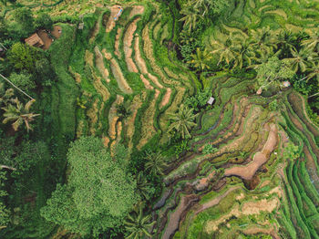 High angle view of rice field