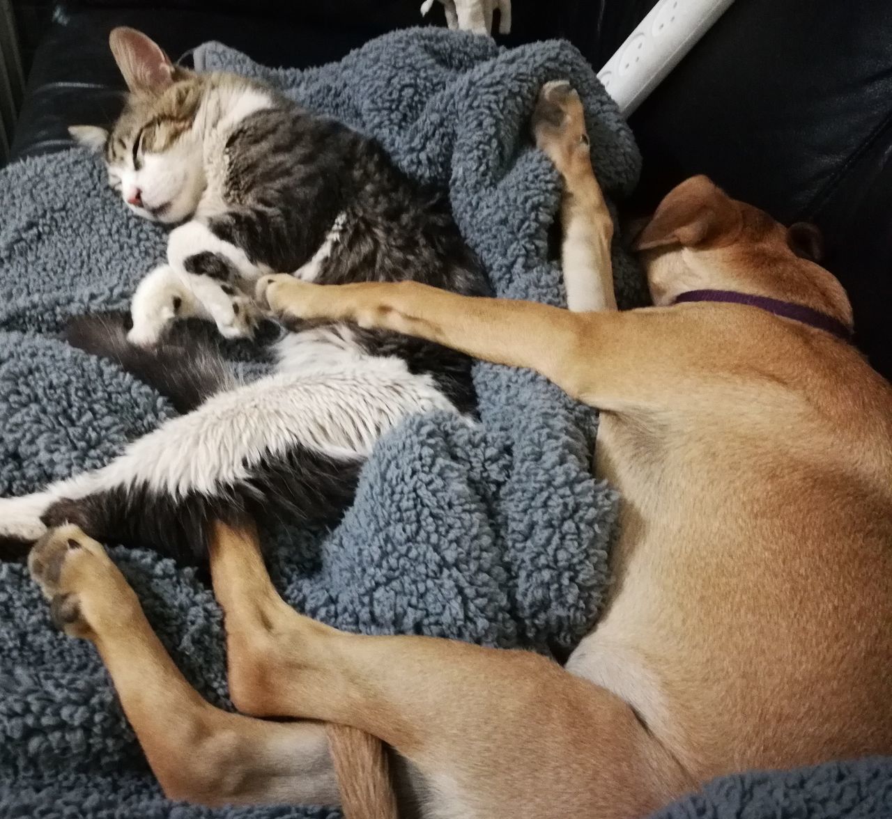 HIGH ANGLE VIEW OF CATS SLEEPING