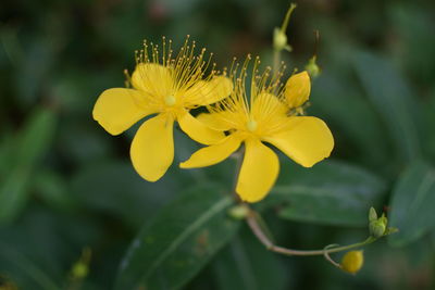 Close-up of yellow flower