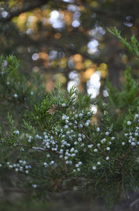 Close-up of fresh green plants