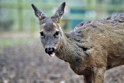 Close-up of giraffe on land
