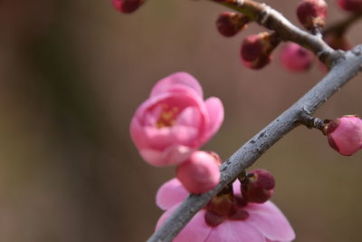 Close-up of pink flowering plant